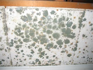 Chinese Drywall - Mold
